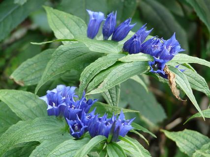 粉柳龙胆，龙胆，高山花，高山植物，龙胆，龙胆，深蓝色，钟形冠