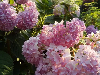绣球花甲,绣球花甲,花甲,其他训练品,自然,粉色,盛开 绣球花甲,绣球花甲,花甲,其他训练品,自然,粉色,盛开