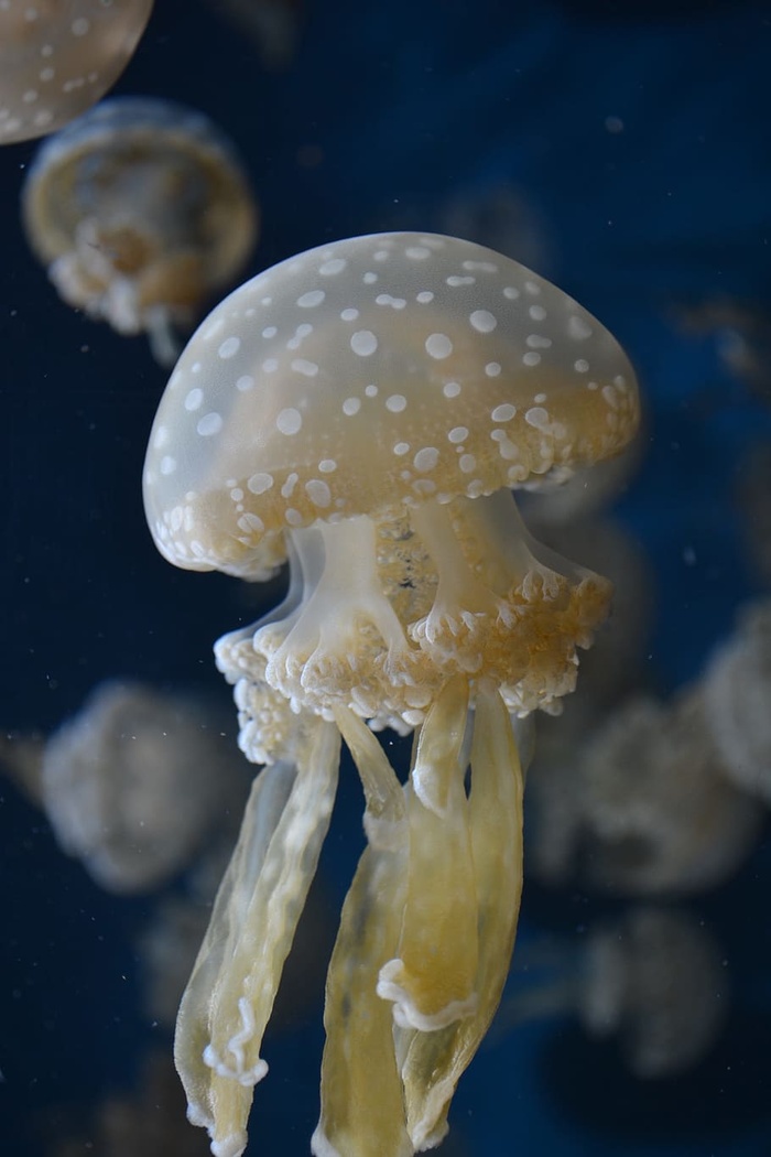 水母，水生，动物，海洋，水下，蓝色，海洋，特写
