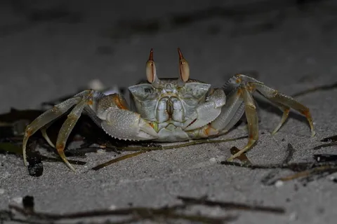 螃蟹,海洋,海洋动物,自然,动物,海滩,甲壳类动物,沙子 螃蟹,海洋,海洋动物,自然,动物,海滩,甲壳类动物,沙子