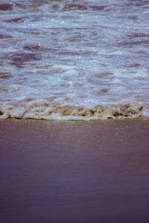 自然，水，地毯，海洋，海洋，户外，海滩，动物