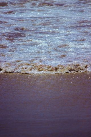 自然，水，地毯，海洋，海洋，户外，海滩，动物