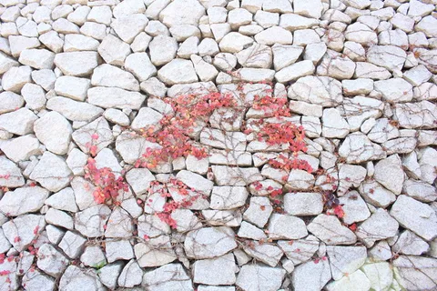 秋天，常春藤，豆蔻，篱笆，藤蔓，墙，石墙，石壁