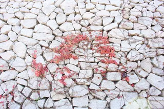 秋天，常春藤，豆蔻，篱笆，藤蔓，墙，石墙，石壁