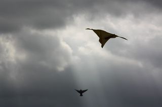 动物，鸟，飞行，风筝节，菲律宾，洛杉矶，风筝，汽车