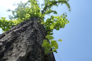 晴天, 银杏, 叶子, 植物, 增长, 树, 树干, 树干