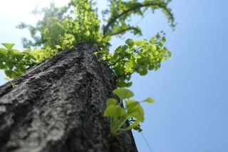 晴天, 银杏, 叶子, 植物, 增长, 树, 树干, 树干