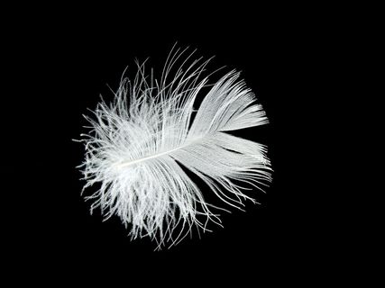 微距摄影，白色，羽毛，羽绒，花丝，轻微，蓬松，轻盈