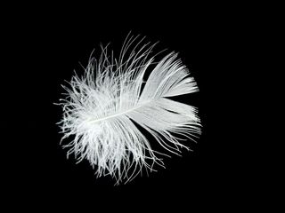 微距摄影，白色，羽毛，羽绒，花丝，轻微，蓬松，轻盈