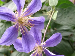 铁线莲，花，花园，缠绕，攀缘植物，开花植物，花，植物