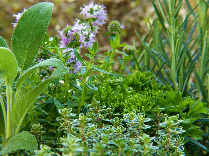 草本植物，绿色，植物，花园，园丁，鼠尾草，百里香，迷迭香