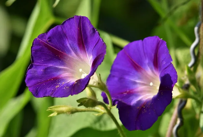 锦绣线、牵牛花、风棚、攀缘植物、亮丽、花朵、植物、花朵