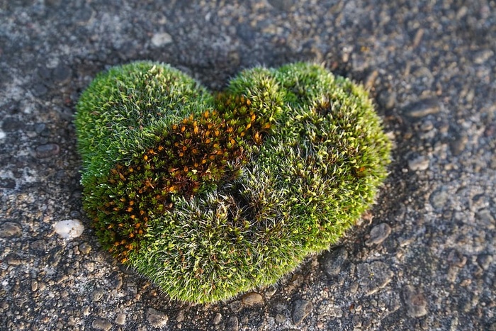 苔藓，心形，自然，爱情，心形，浪漫，绿色，绿色