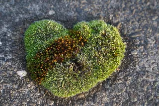 苔藓，心形，自然，爱情，心形，浪漫，绿色，绿色