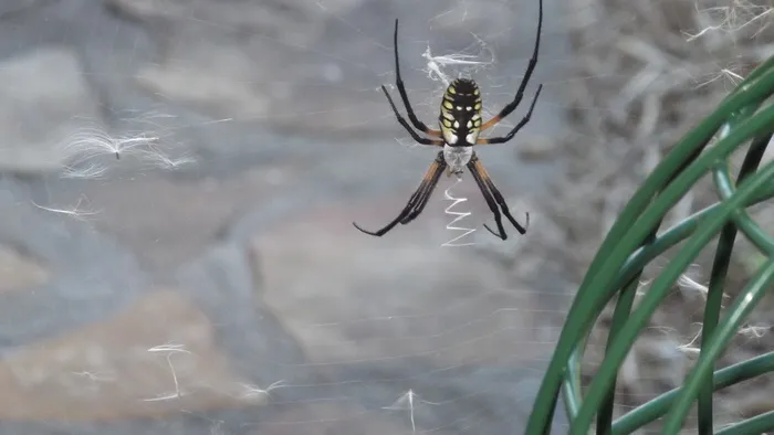 美国，船体，蜘蛛网，自然，动物，蜘蛛，杰德·沃恩，虫子