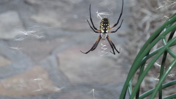 美国，船体，蜘蛛网，自然，动物，蜘蛛，杰德·沃恩，虫子