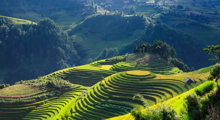 航空、摄影、绿化、野山、风景、丝绸、梯田、木仓柴、延白越南