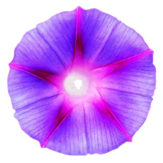自然,图案,紫色,花瓣,美丽,盛开,盛开,盛开 自然,图案,紫色,花瓣,美丽,盛开,盛开,盛开