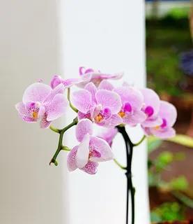 兰花,花朵,粉色,花朵,花束,花束,花朵,盛开 兰花,花朵,粉色,花朵,花束,花束,花朵,盛开