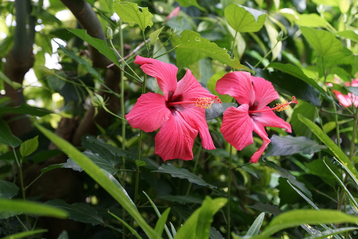 锦葵，花，开花，开花，自然，生长，绿色，花瓣