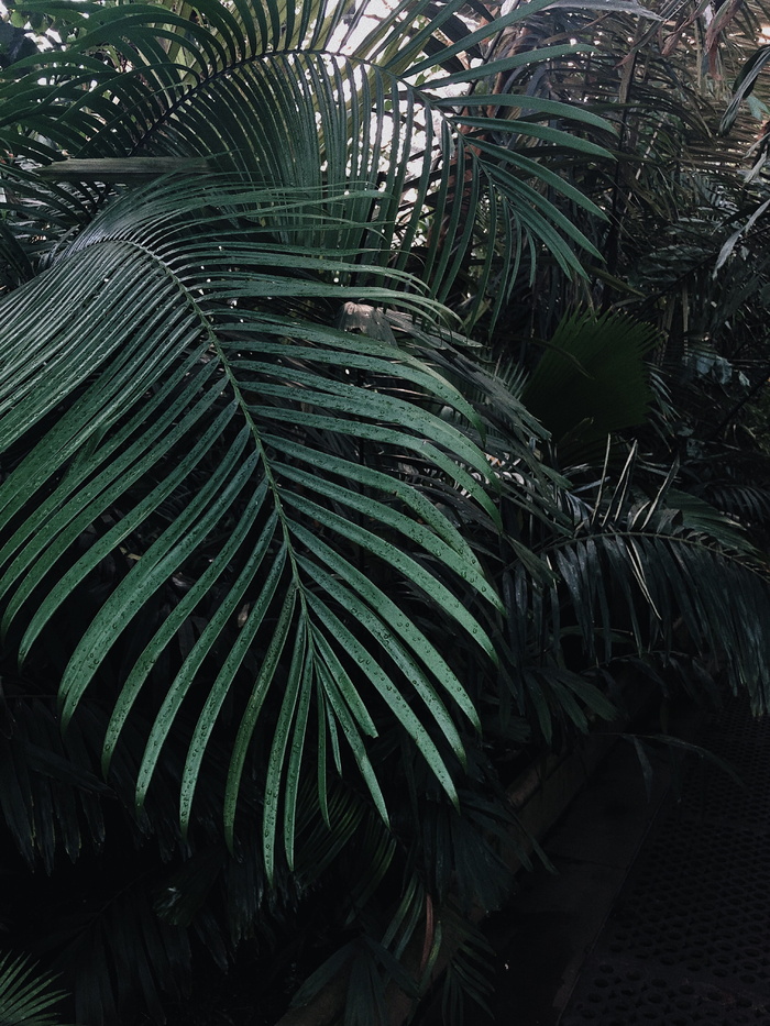 绿叶植物
