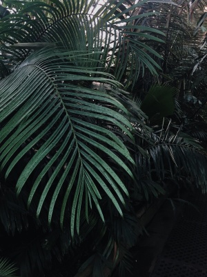 绿叶植物