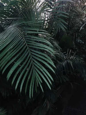 绿叶植物