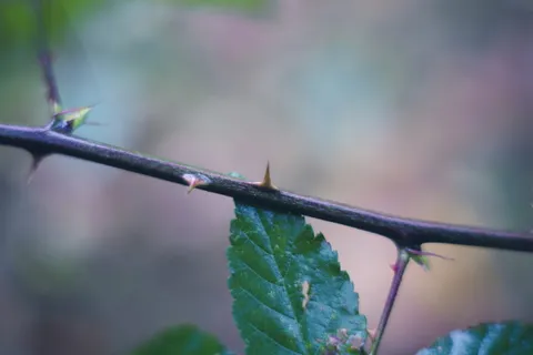 植物,模糊,树叶,危险,特写,景深,焦点,宏观 植物,模糊,树叶,危险,特写,景深,焦点,宏观