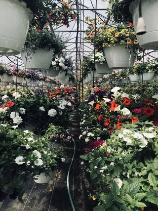 花卉，花盆，花盆，颜色，自然，植物，植物，绿色