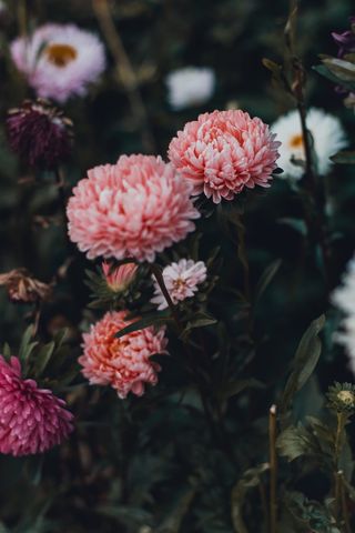 粉红色菊花的选择性聚焦摄影