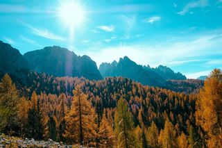 蓝天下的高大树木