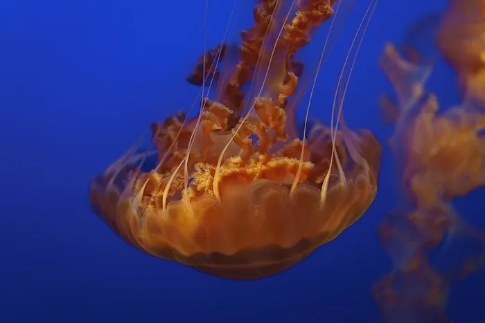 水母，水生，动物，海洋，水下，蓝色，水，动物主题