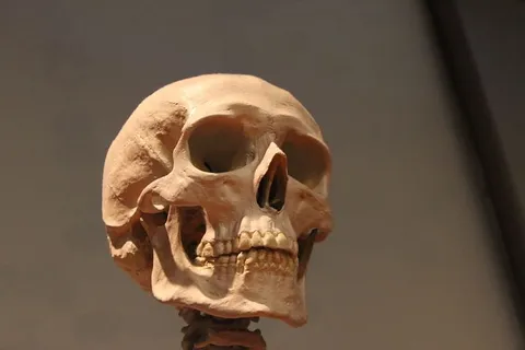 选择性,聚焦摄影,人类,头骨,骨骼,头部,骨骼,解剖学 选择性,聚焦摄影,人类,头骨,骨骼,头部,骨骼,解剖学