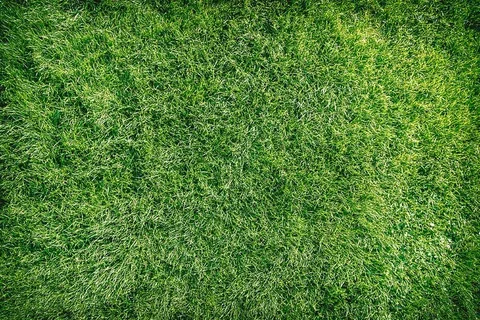 绿草背景纹理。 绿草背景纹理。