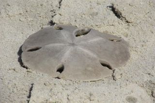 威发海滩，海洋，自然，陆地，沙滩，无人，海滩，高角度视野