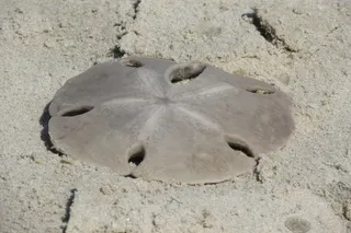 威发海滩，海洋，自然，陆地，沙滩，无人，海滩，高角度视野