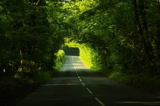 空的，水泥的，路，树，水泥路，中间，小路，森林