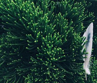 美国，洛杉矶，小东京，树木，绿色，白色，灰色，宏观