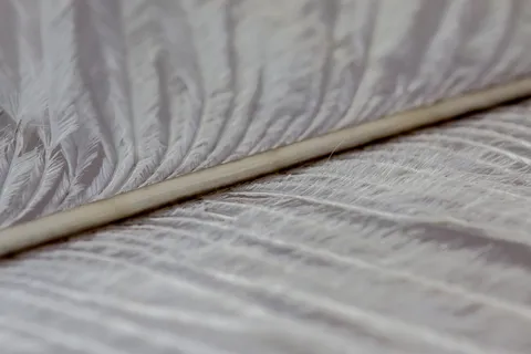 斯特劳斯弹簧，羽毛，紧密，宏观，背景，纹理，鸟羽毛，斯特劳斯