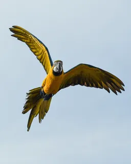 黄色,黑色,金刚鹦鹉,飞行,蓝色,天空,白天,鹦鹉 黄色,黑色,金刚鹦鹉,飞行,蓝色,天空,白天,鹦鹉