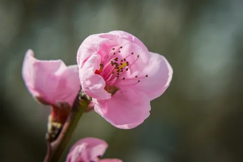 开花,开花,春天,油桃,自然,粉红色,油桃花,开花枝 开花,开花,春天,油桃,自然,粉红色,油桃花,开花枝