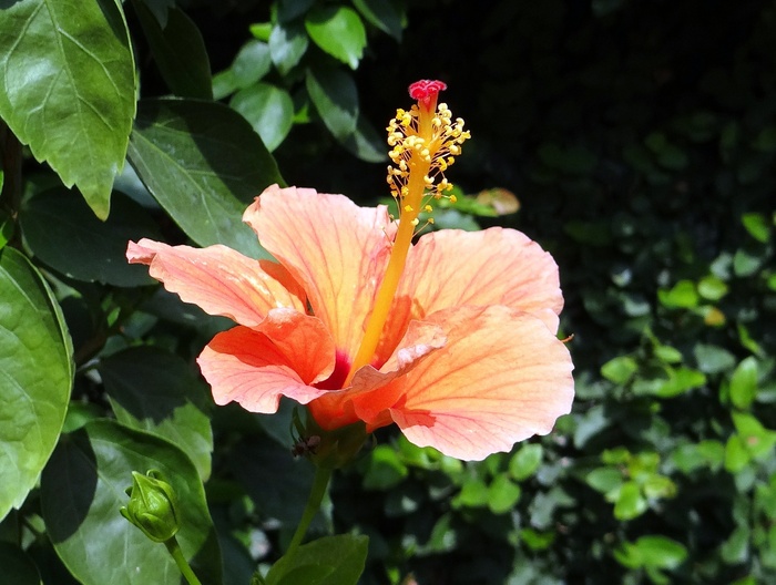 芙蓉、桃、花、蔷薇、月季、植物群、达瓦德、印度