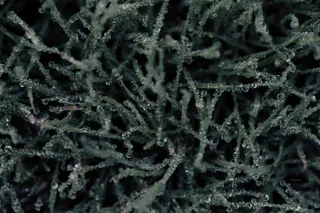 有水滴的绿色物质