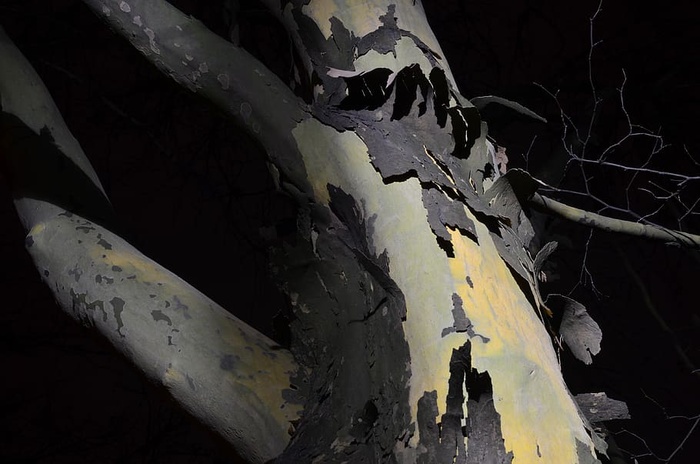 树皮，树木，深色，果皮，外壳，无人，自然，特写