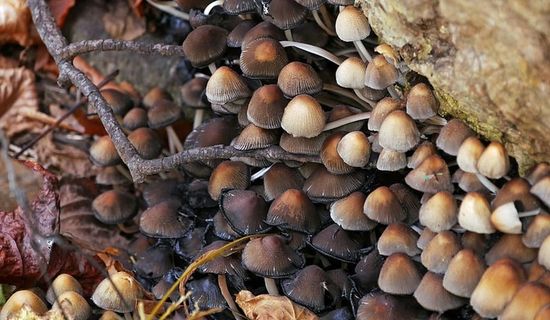 森林里一棵腐烂的倒下的树下生长着不同的蘑菇。