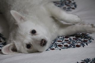 日本斯皮茨犬，熟悉狼疮犬，狗，母狗，拉尼，躺下，一种动物，家养