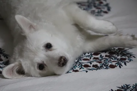 日本斯皮茨犬,熟悉狼疮犬,狗,母狗,拉尼,躺下,一种动物,家养 日本斯皮茨犬,熟悉狼疮犬,狗,母狗,拉尼,躺下,一种动物,家养