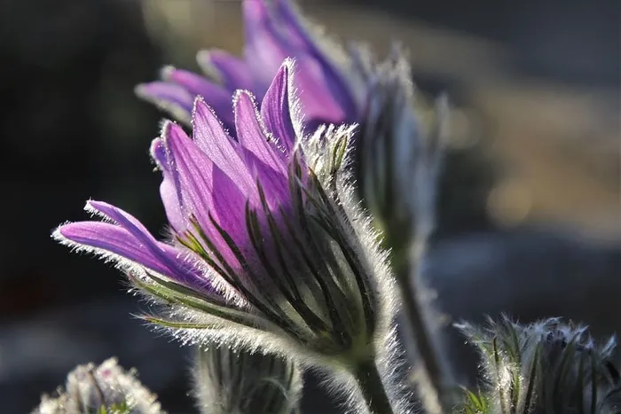 萨桑卡，气味，蓬松，百慕大，紫罗兰，hdr，植物，人物