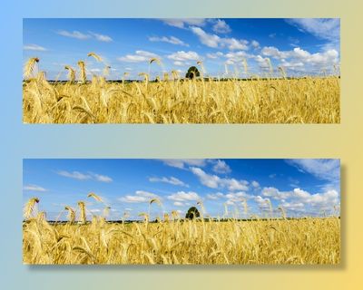 绿色、小麦植物、蓝色、白色、天空、白天、自然、景观