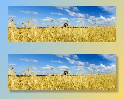 绿色、小麦植物、蓝色、白色、天空、白天、自然、景观